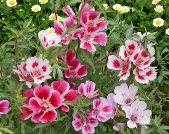 Sommerzaale - Abschied vom Frühling - Clarkia amoena Zwerg Mix - 50+ Samen Z 060