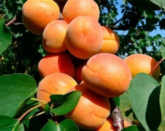 Ceglédi gigantische abrikoos – Prunus armeniaca - 5+ zaden - G 121