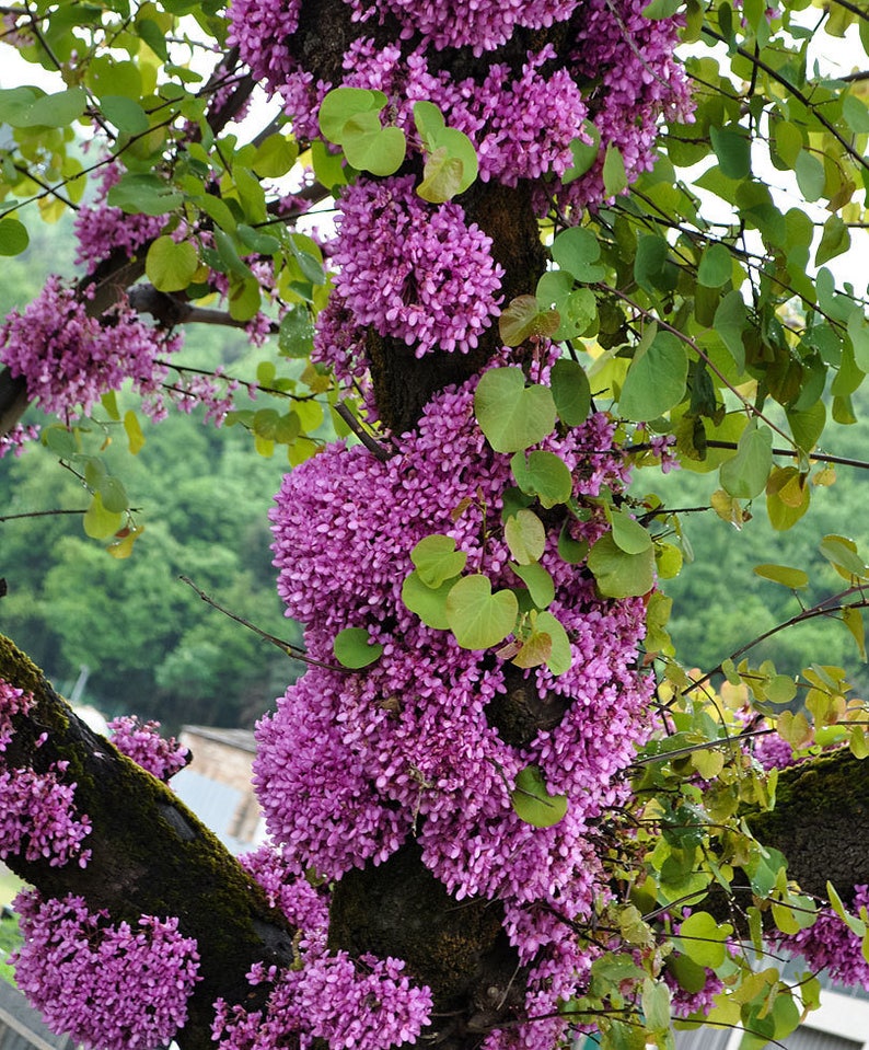 Judas tree Cercis siliquastrum 20 seeds Etsy
