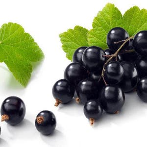 Blackcurrant, Ribes nigrum 25 seeds G 017 image 2