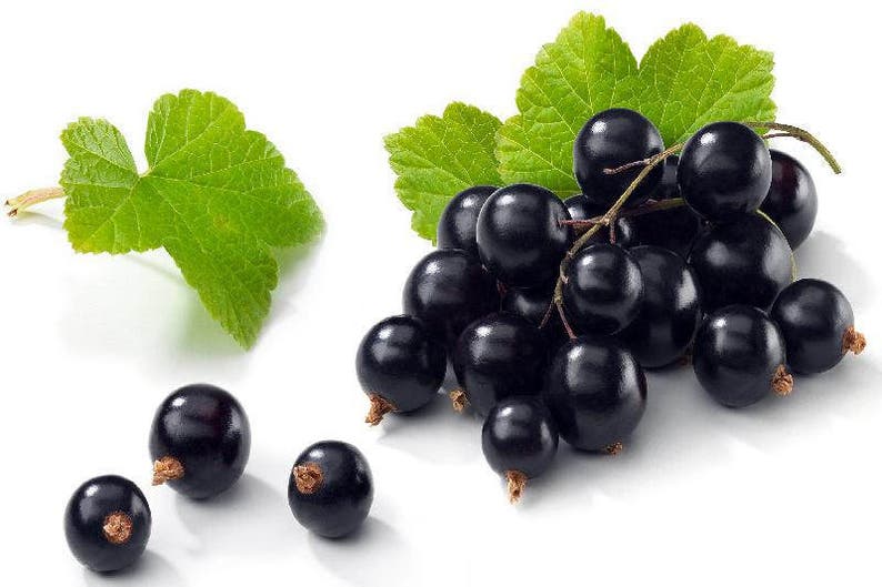 Blackcurrant, Ribes nigrum 25 seeds G 017 image 2