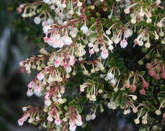 Columbian Teaberry - Uvito - Gaultheria ramosissima - 25+ seeds - Gx 114