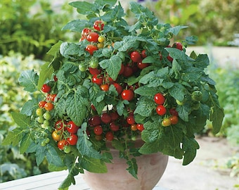 Tomate Minibel - Tomate Enano - 5+ semillas - P 222