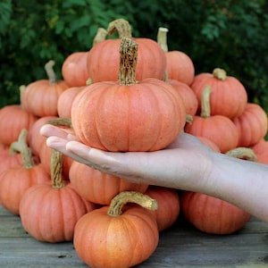 Puede incluir: Una colección de pequeñas calabazas naranjas con superficies texturizadas y tallos marrones. Las calabazas están apiladas unas sobre otras, con una calabaza sostenida en una mano. Las calabazas son un tema de cosecha de otoño.