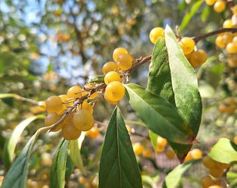 Herbstoliv - Japanische Silberbeere - Yellow Fruited, Eleagnus umbellata 5 Samen G 144