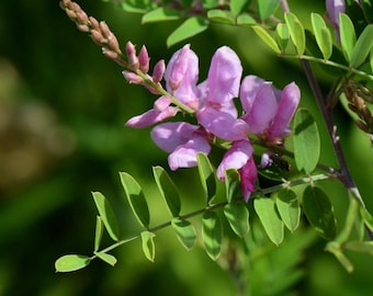 True Indigo - Indigofera tinctoria - 25+ seeds - E 235