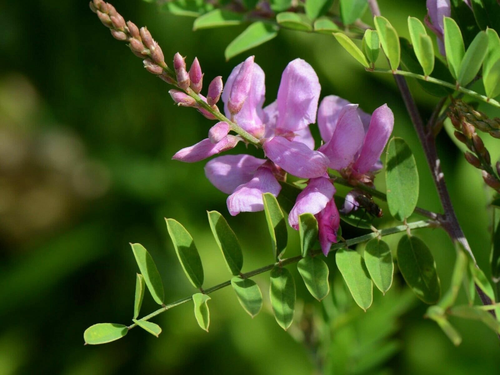 Natürlicher Indigo-Farbstoff - Indigofera Tinctoria Pulver, 100g Für Textilfärbung