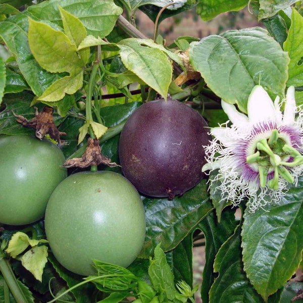 Maracuja - Flor de la Pasión - Passiflora edulis - 5+ semillas (Gx 002)