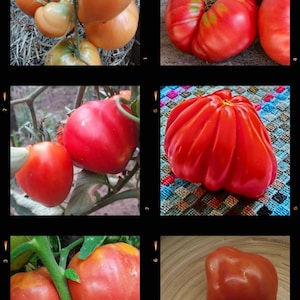 May include: A collection of heirloom tomatoes in various colors and shapes, including red, orange, and yellow. Some tomatoes have a ribbed texture, while others are smooth. The tomatoes are displayed on a variety of surfaces, including a wooden table, a woven rug, and a green plant.