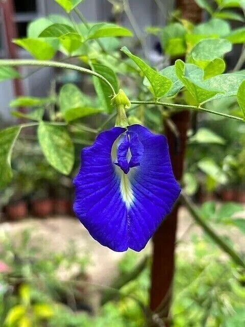 Semi Di Clitoria Ternatea / Blue Butterfly Pea / Asian Pigeonwings - Foto 5