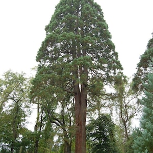 Könnte beinhalten: Ein hoher, grüner Nadelbaum mit braunem Stamm steht in einem grasbewachsenen Bereich. Der Baum ist von anderen Bäumen und einem Zaun umgeben.