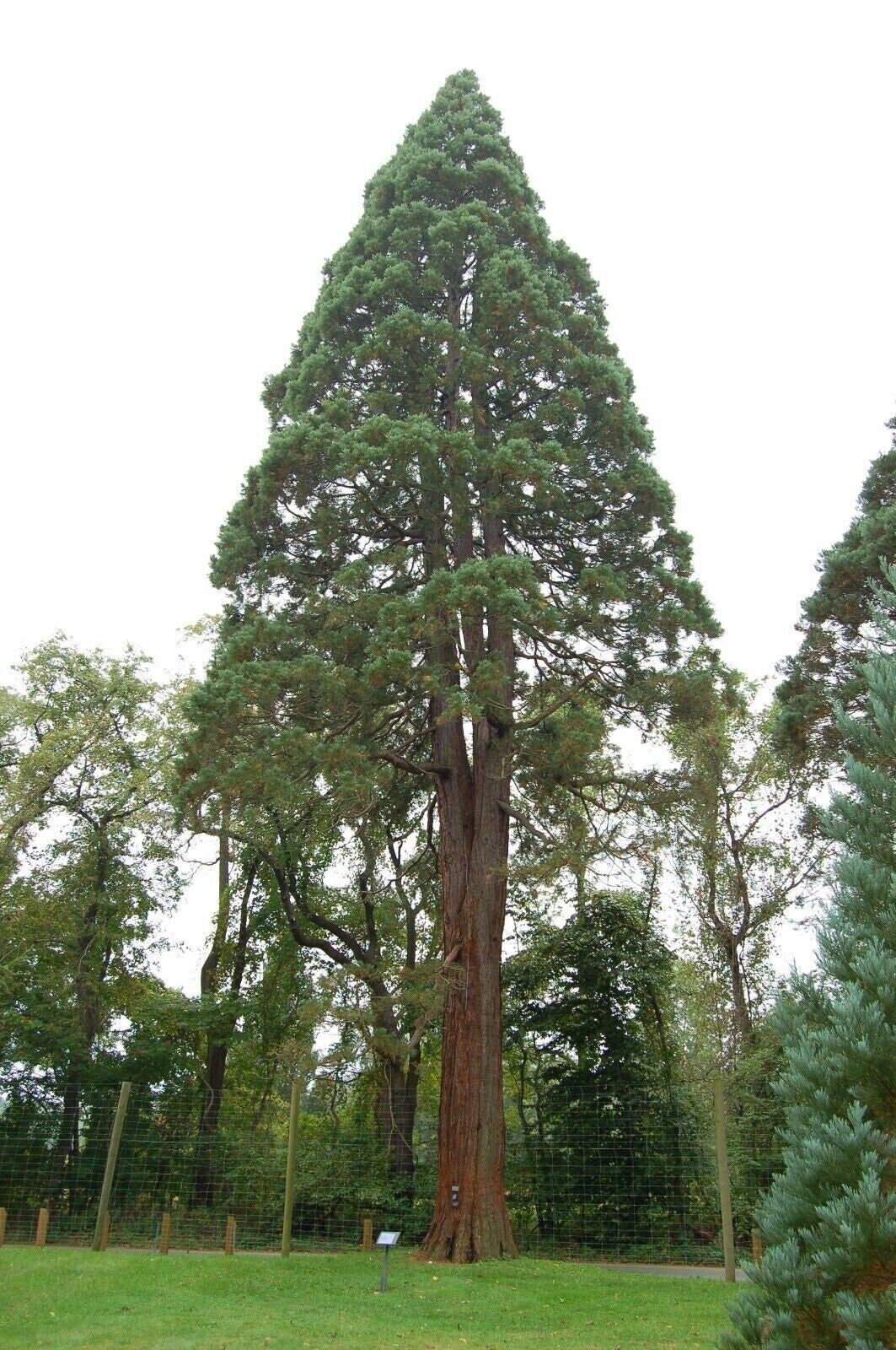 Coastal Redwood - Sequoia sempervirens - 5+ seeds - W 148 - Etsy 日本