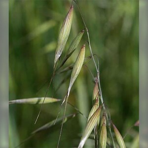 Könnte beinhalten: Ein Bündel Haferhalme mit länglichen, blassgrünen und beigen Ähren. Jedes einzelne Korn ist von einer schlanken, spitz zulaufenden Hülle umschlossen, aus deren Spitze ein langer, dünner, haarartiger Grannenfortsatz an einem feinen Stängel hängt.