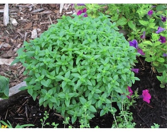 Albahaca Fina Verde 20 semillas F 046