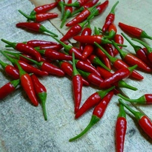 Chili Piquino - Pequin uit Mexico - 5+ zaden - 230