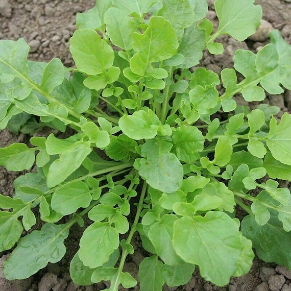 Yellow Rocket Cress - Winter Cress - Barbarea Vulgaris - 100 Seeds L 172 -  Etsy Finland
