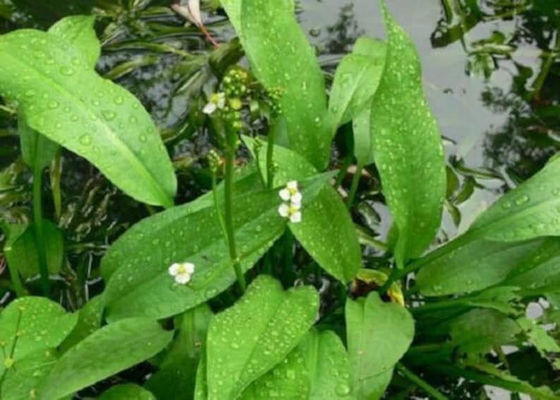 European Water-plantain Mad-dog Weed Alisma plantago-aquatica 200 seeds E 098 image 1