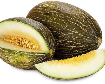 Honey Melon - Piel de Sapo - 10+seeds - Cm 006