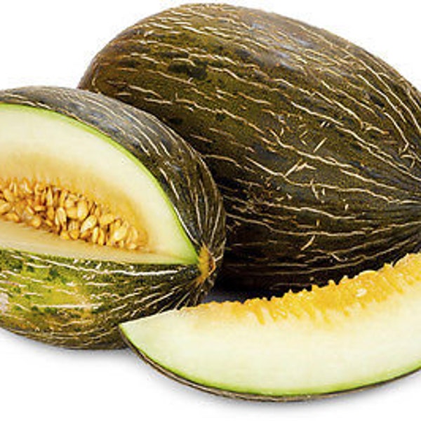 Melon au miel - Piel de Sapo - 10+graines - Cm 006