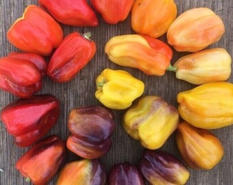 thumbnail image 2 of Organic Kurtovszka Kápia Sweet Pepper 100 Seeds - Non-GMO 2 of 14