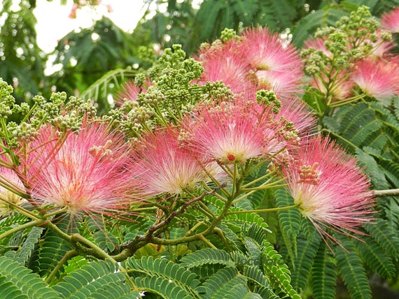 Silk Tree Albizia Julibrissin 10 Seeds Etsy