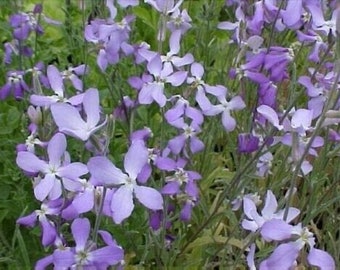 Brodo Profumato Notturno - Matthiola longipetala ssp. Bicornis - 100+ semi - Z 106