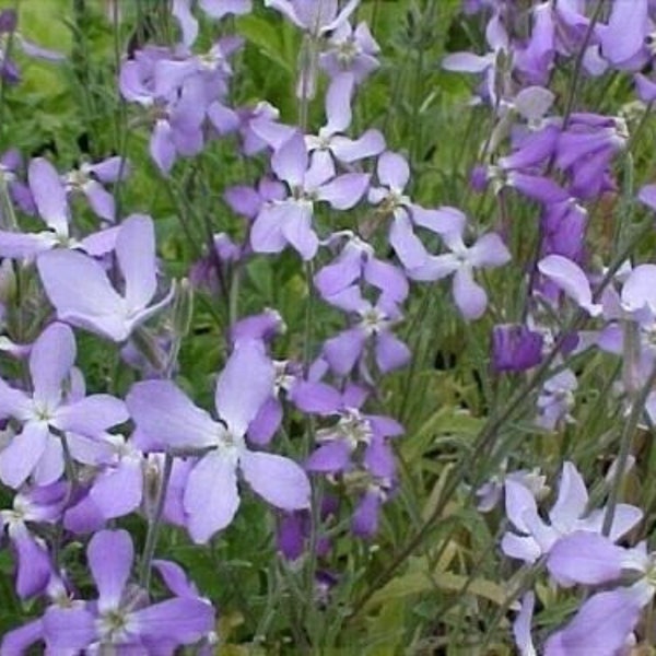 Nacht duftende Lagerware - Matthiola longipetala ssp. Bicornis - 100+ Samen - Z 106