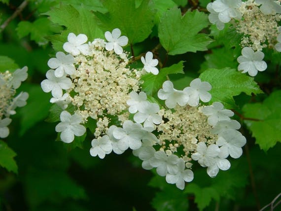 Guelder Rose Seed-Viburnum opulus Guelder Rose Seed-Viburnum opulus