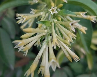 Nachtbloeiende jasmijn - Cestrum nocturnum - 5+ zaden - W 147