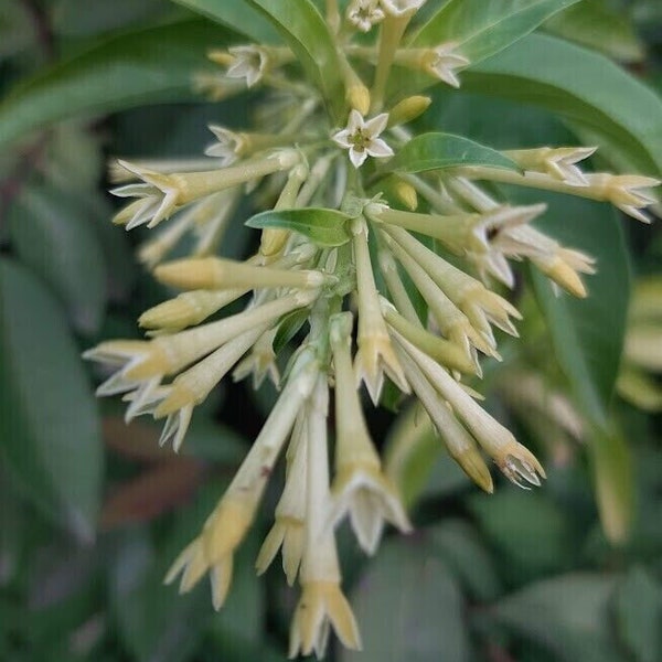 Nacht blühender Jasmin - Cestrum nocturnum - 5+ Samen - W 147