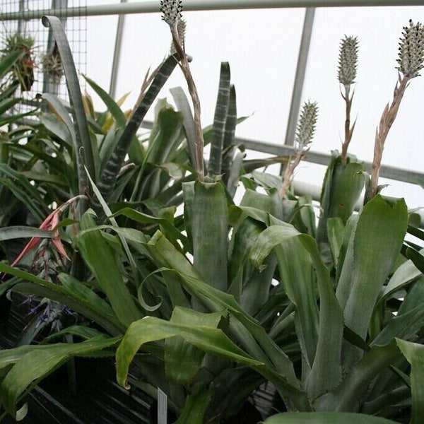 Carioca Bromeliad - Aechmea cariocae - Bromelie - 10+ Seeds - Samen - W 196