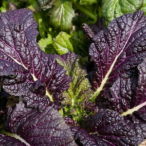 Japanese Leaf Mustard - Osaka Purple - 100+ seeds - B 104