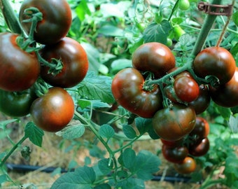 Revilla Tomato from Spain - 5+ seeds - P 405