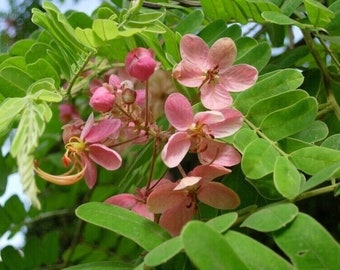 Burmese Pink Cassia from South East Asia - Cassia renigera - 5+ seeds - W 161