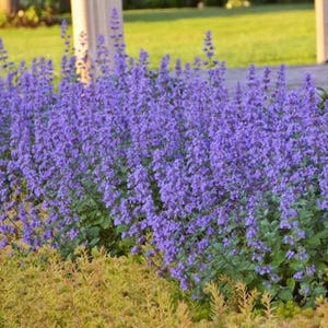 Catmint - Faassen's catnip - Nepeta x faassenii - 10+ seeds - F 261