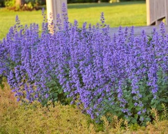 Kattenkruid - Faassenkattenkruid - Nepeta x faassenii - 10+ zaden - F 261