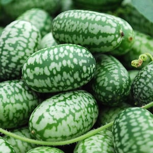 May include: A close-up of a group of green and white striped cucumbers. The cucumbers are arranged in a pile, and some are partially obscured by green vines.
