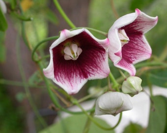 Rosy Milkweed Vine - Oxystelma esculentum - 10+ Seeds - W 212