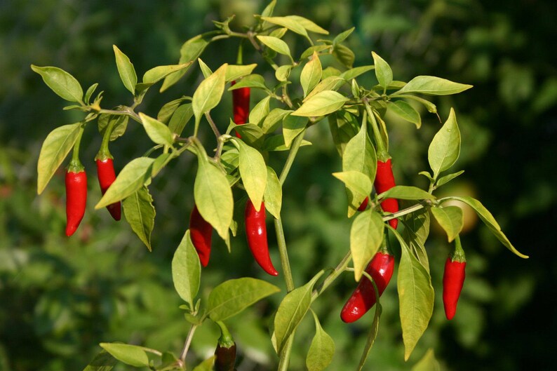 10 seeds Thai Bird Chili Pepper