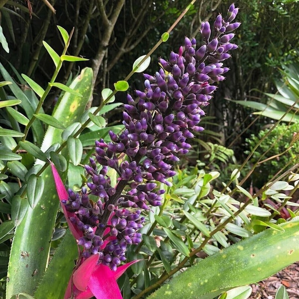 Stiffleaf Bromeliad - Aechmea castelnavii - Bromelie - 5+ Seeds - Samen - W 200