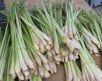 Lemon Grass, Cymbopogon citratus 40 seeds F 067