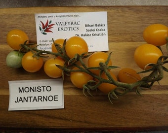 Bernstein Perlen Halskette Tomate - 10+ Samen - Heirloom Gemüsesamen! - S 326