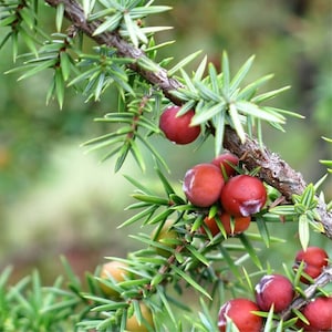 May include: Close-up of a juniper branch with green needles and red berries. The berries are clustered together on the branch.