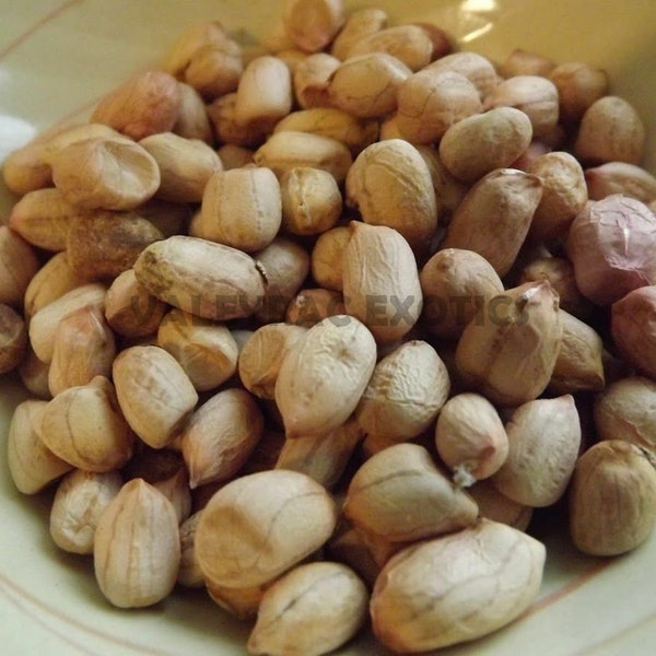 Cacahuète blanche argentine - 5+ graines - H 062
