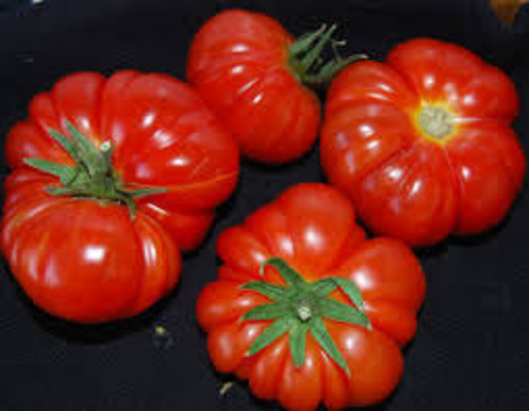 250 SEMI DI POMODORO PANTANO ROMANESCO -SEMENTI ORTAGGI INSALATA 250 SEMI DI POMODORO PANTANO ROMANESCO -SEMENTI ORTAGGI INSALATA