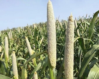 Okashana Pearl Millet de Sudáfrica - Pennisetum glaucum - 10+ semillas Am 105