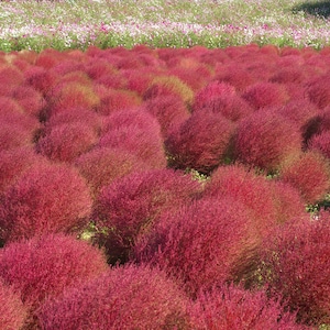 Pode incluir: Um campo de plantas vermelhas e espessas, com um fundo de flores brancas e rosadas.