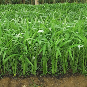 May include: A field of vibrant green water spinach plants. The image shows a close-up of the leafy green vegetables, with long stems and pointed leaves. The plants are densely packed, creating a lush, textured appearance. The soil is visible at the bottom.