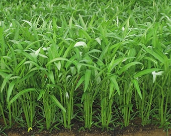 Wasserspinat - Kangkong - Bau Market Landsorte aus Borneo - 10 Samen - L 252