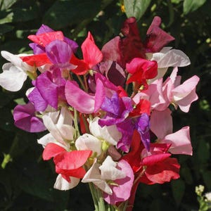 Pode incluir: Um vibrante buquê de flores de ervilha-de-cheiro em plena floração. O arranjo apresenta uma mistura de cores, incluindo branco, rosa, vermelho, roxo e bordô. As flores têm pétalas delicadas e onduladas e estão agrupadas.